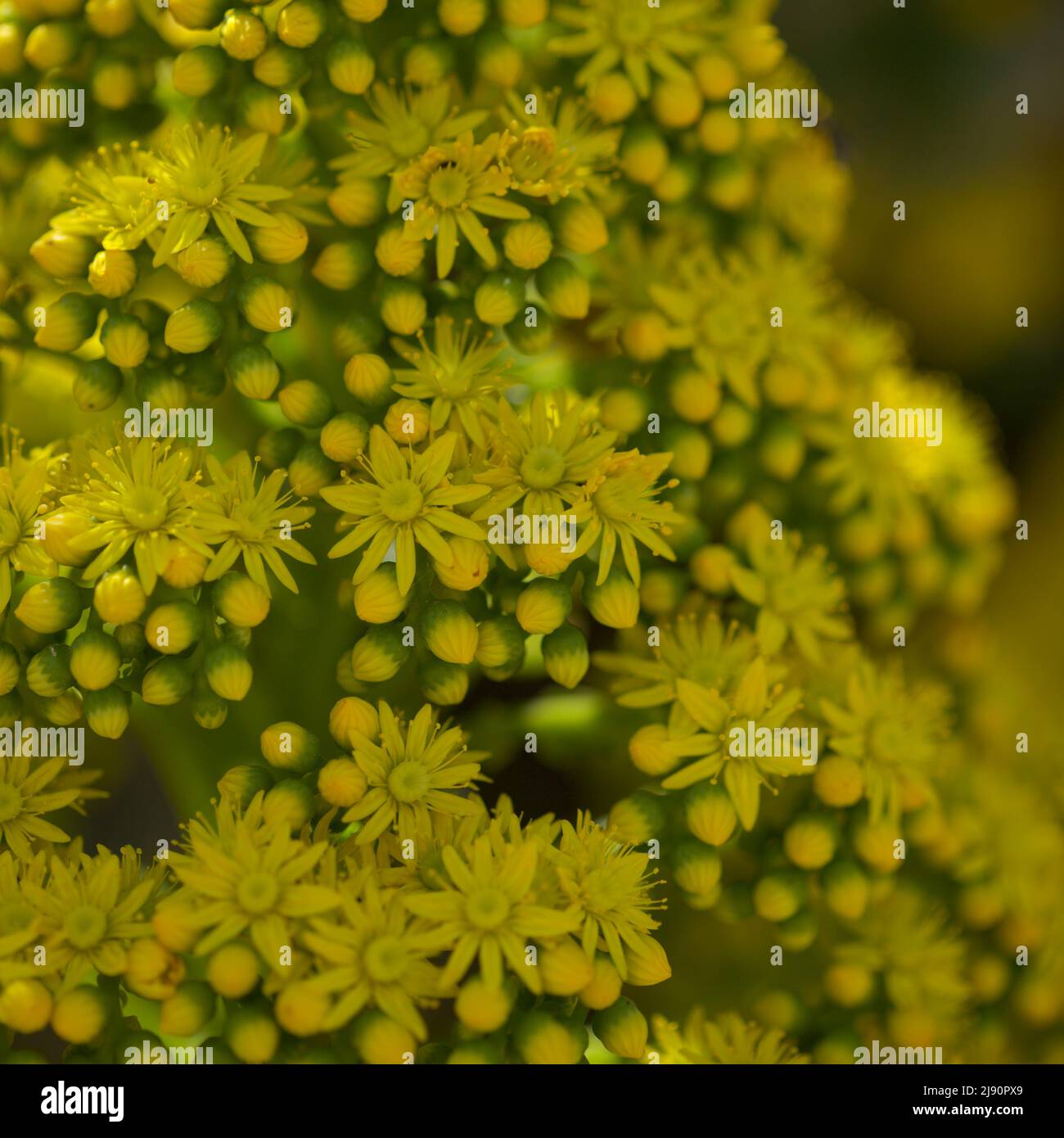 Flora of Gran Canaria - large inflorescence of Aeonium undulatum, succulent endemic to the island natural macro floral background Stock Photo