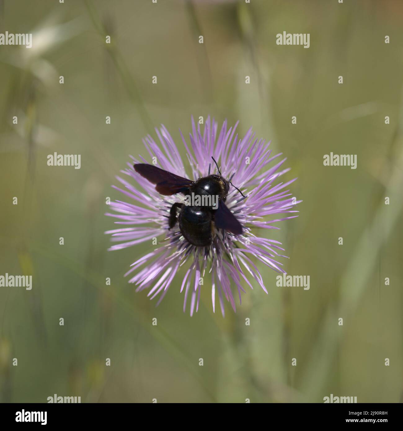 Fauna of Gran Canaria -  Xylocopa violacea, the violet carpenter bee, on a thistle flower, natural macro background Stock Photo