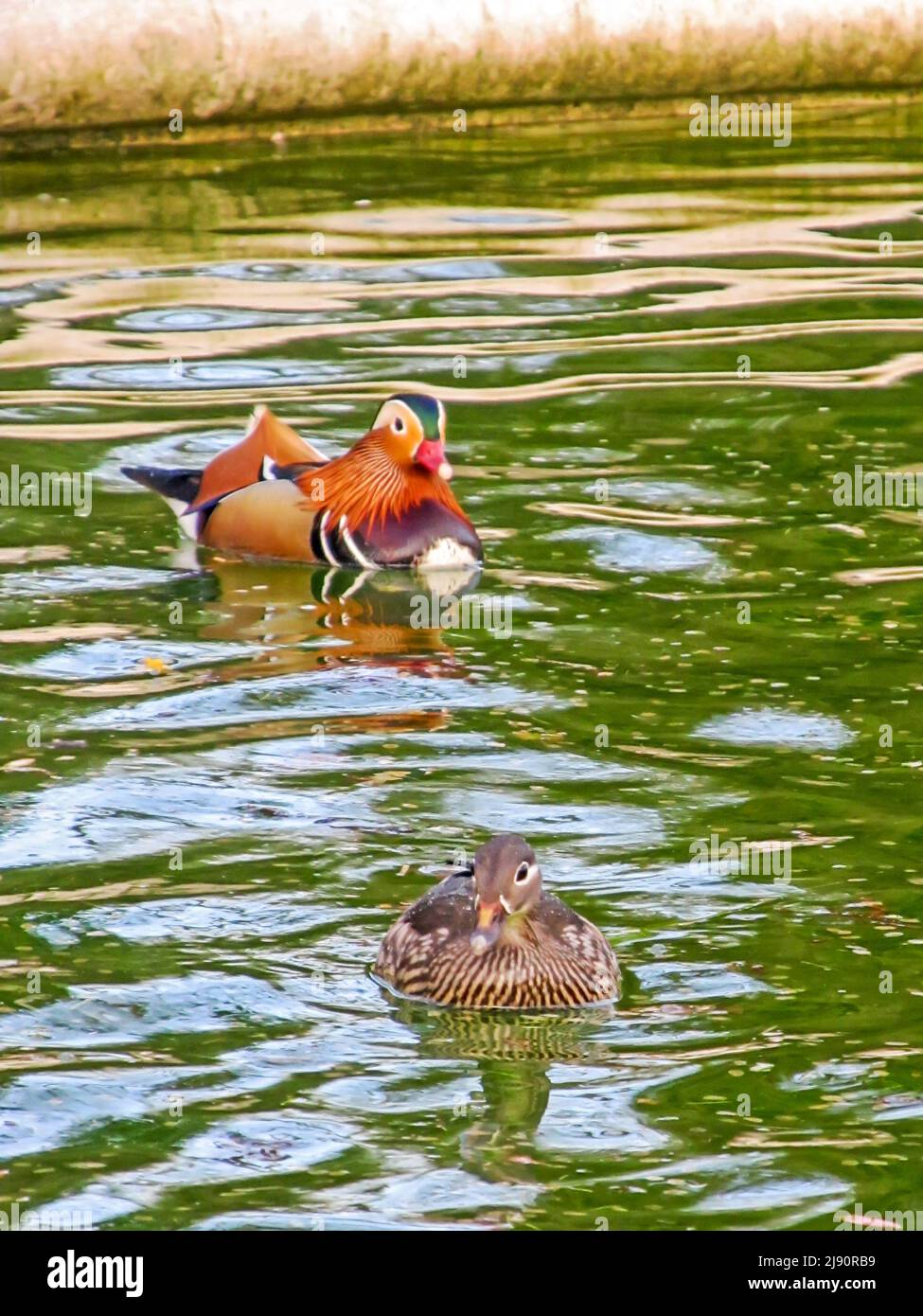 A breeding pair (Axis Galericulata) of Mandarin ducks on an ornamental pond in the south of England Stock Photo