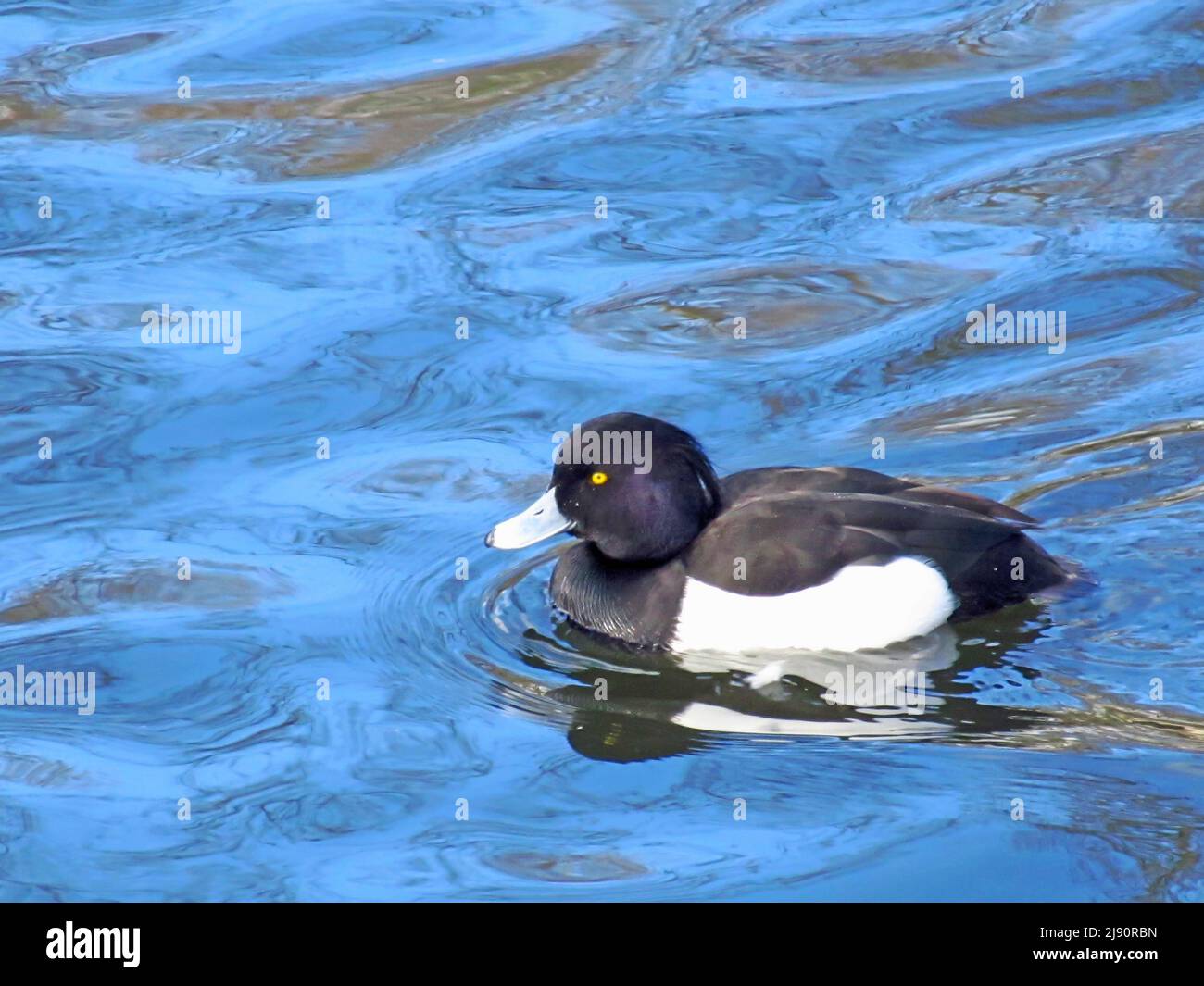 A male tufted duck, Aythya Fuligula, swimming in a lake in Southern England with both the duck and the blue sky reflecting in the water Stock Photo