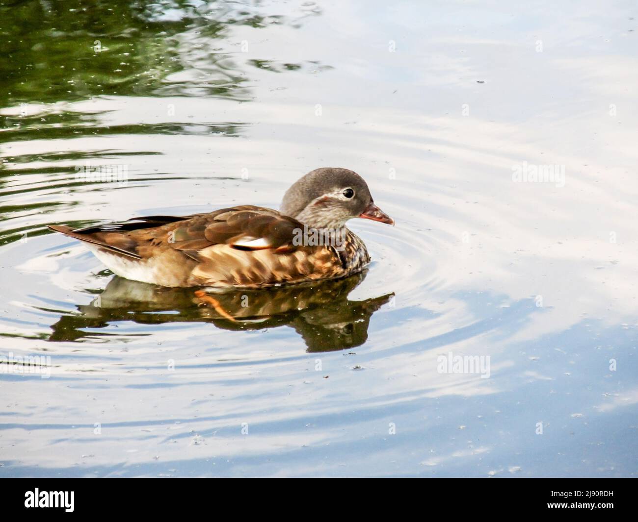 A dull colored female mandarin duck, Axis Galericulata, reflecting in the lake in which she is swimming in southern England Stock Photo