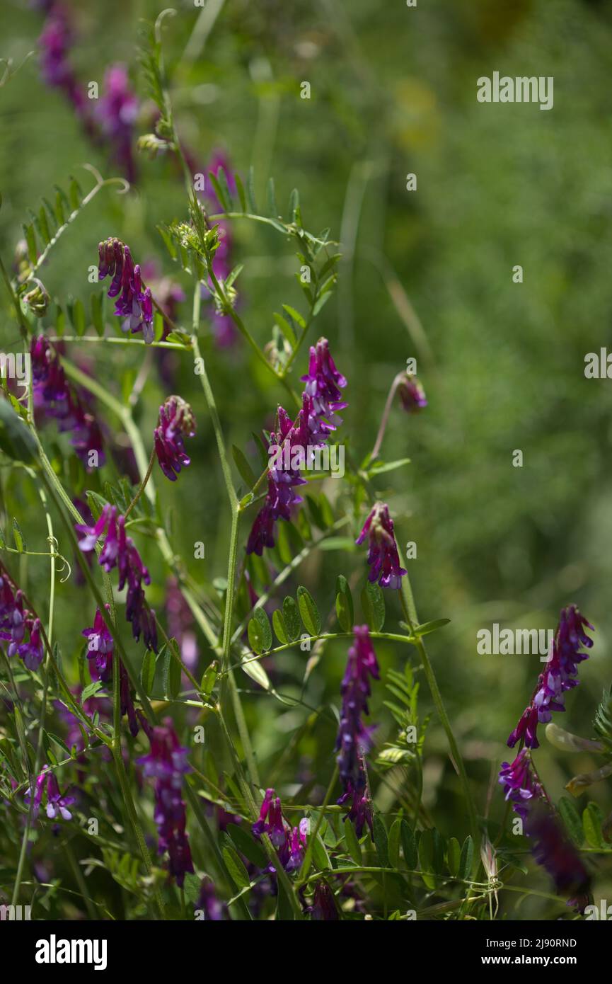 Flora of Gran Canaria - Vicia villosa, hairy vetch,  natural macro floral background Stock Photo