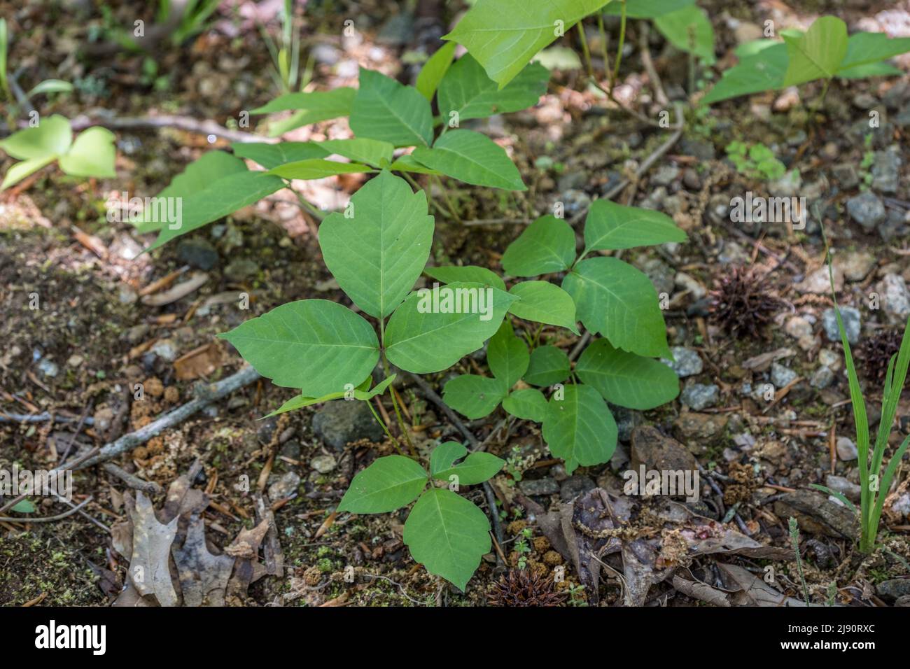 A cluster of new growth poison ivy growing on the forest floor and