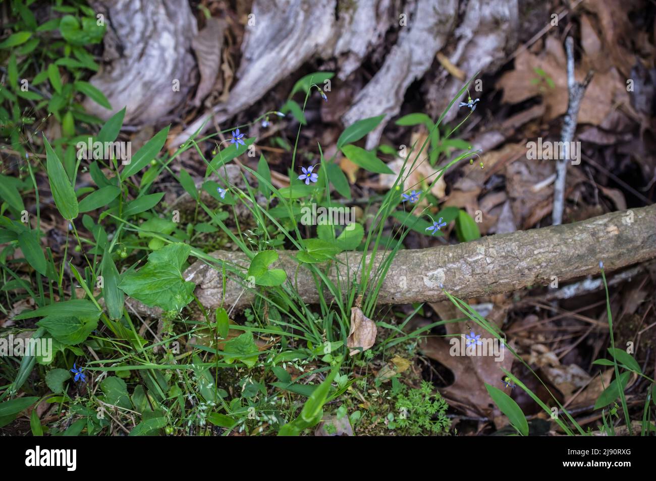 A clump of blue-eyed grass fully opened growing in the forest on the ground surrounded by woodland debris Stock Photo