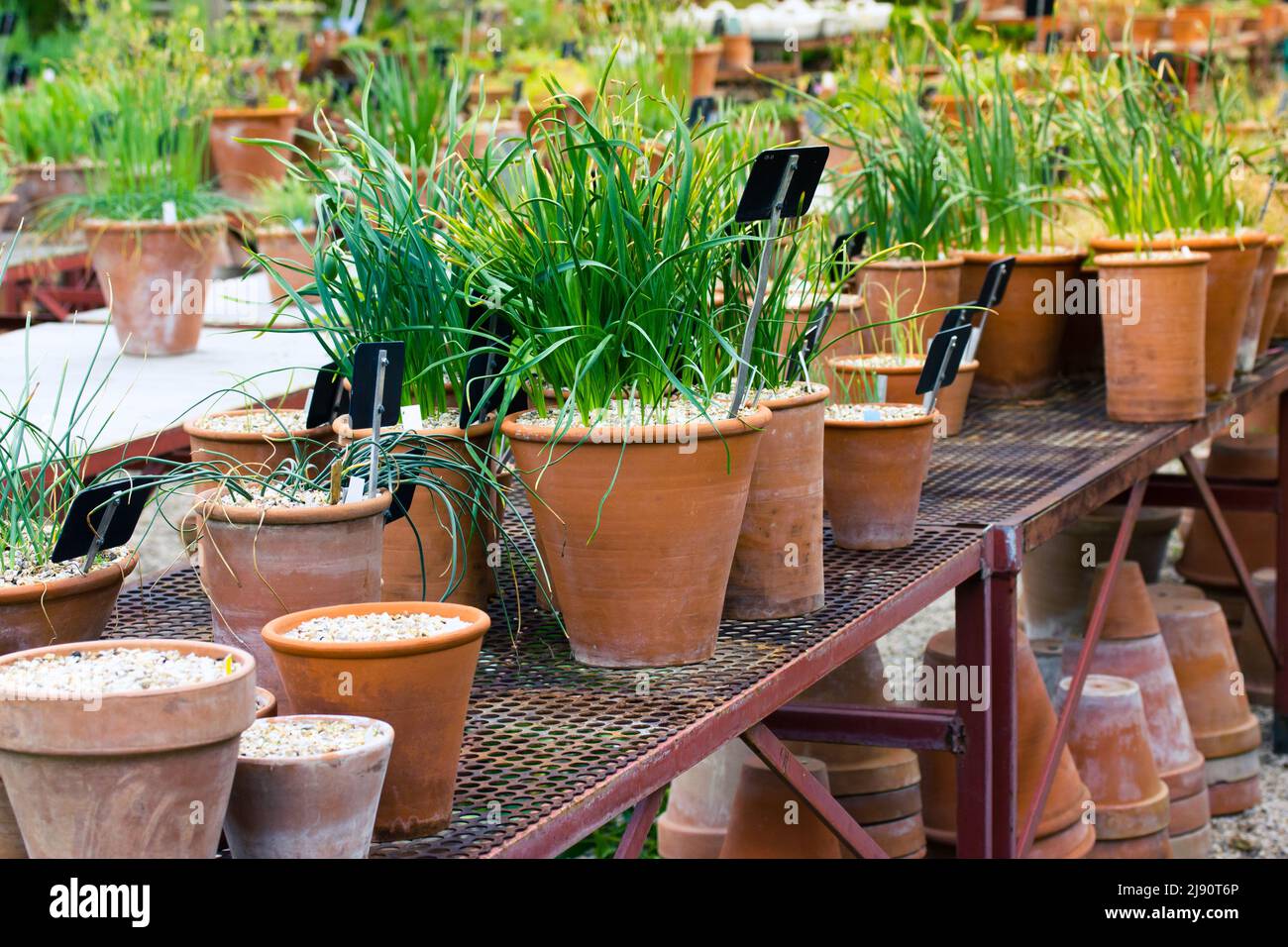 Growing plants in clay pots for transplanting in a greenhouse
