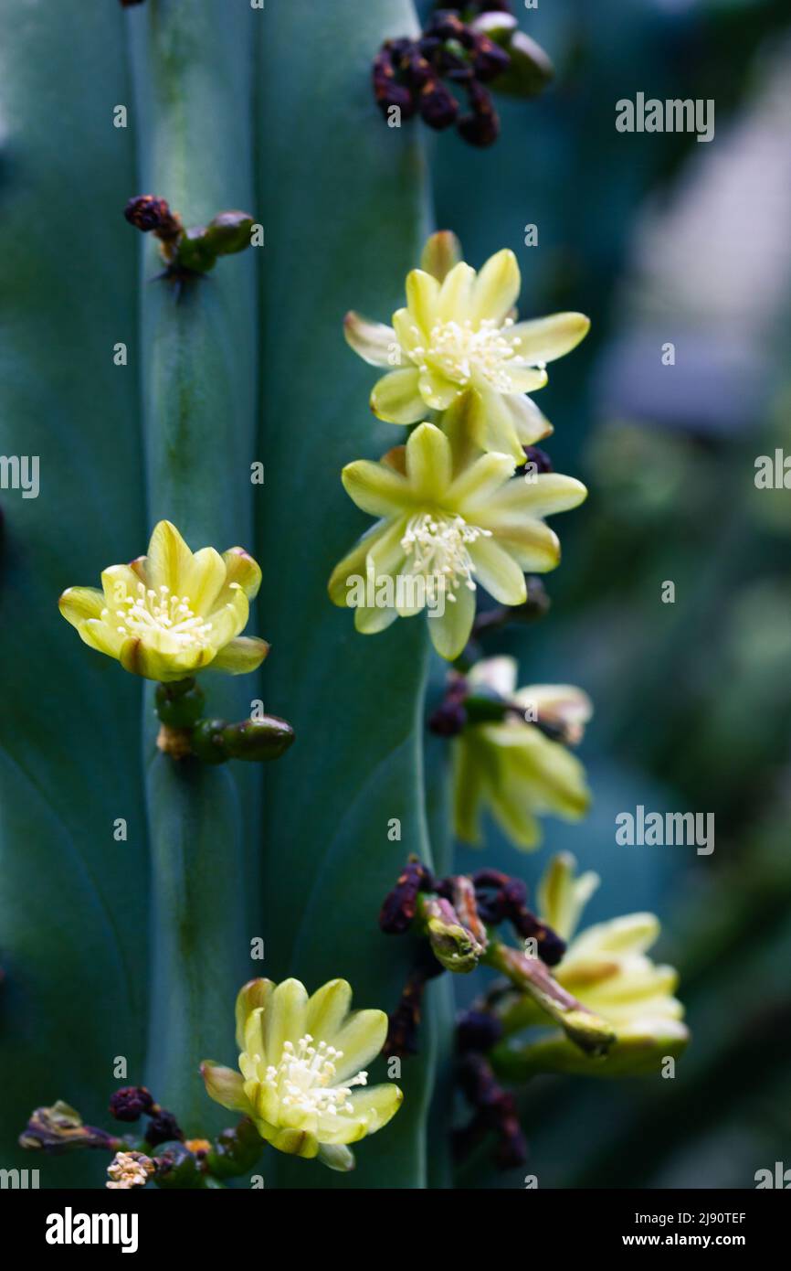 Green thornless cactus with delicately yellow flowers in full bloom in  spring botanical garden. Growing cacti for sale. Horticulture in  greenhouse, gl Stock Photo - Alamy
