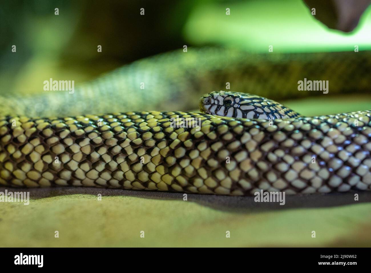 Eastern kingsnake (Lampropeltis getula) common kingsnake or chain