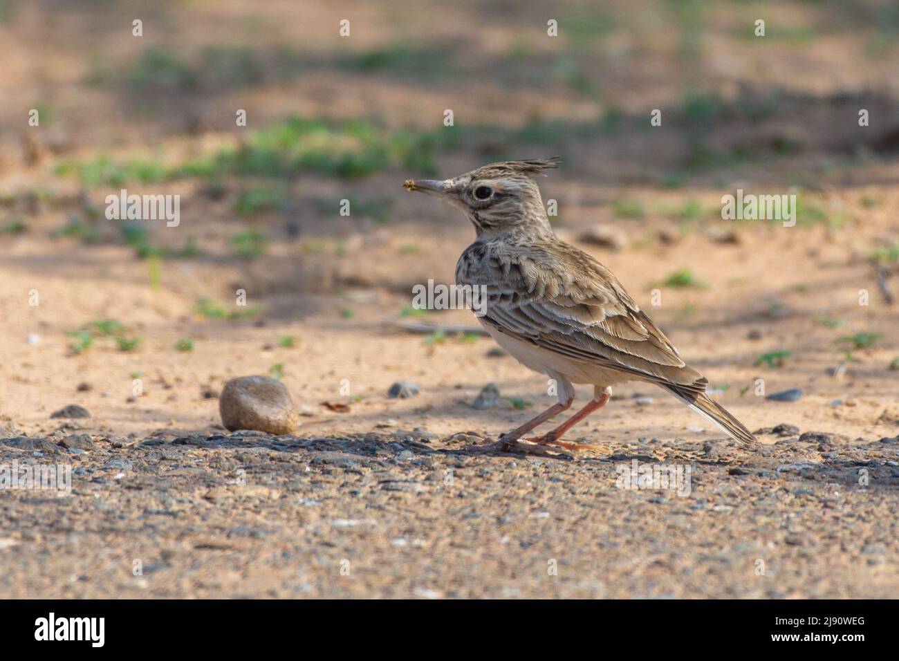 Crested lark (Galerida cristata) sits on the desert ground. Stock Photo