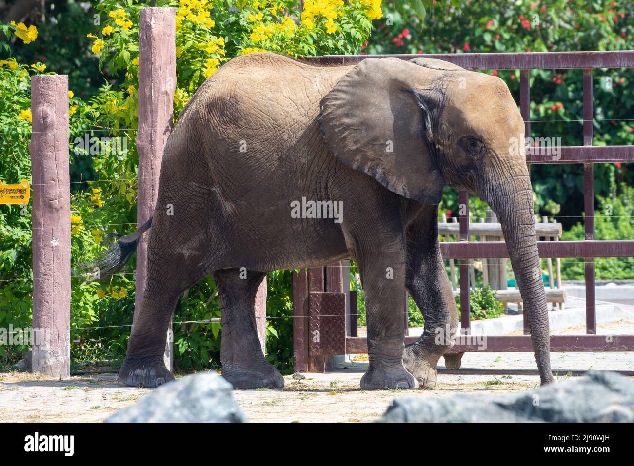 African bush elephant close up hi-res stock photography and images - Alamy