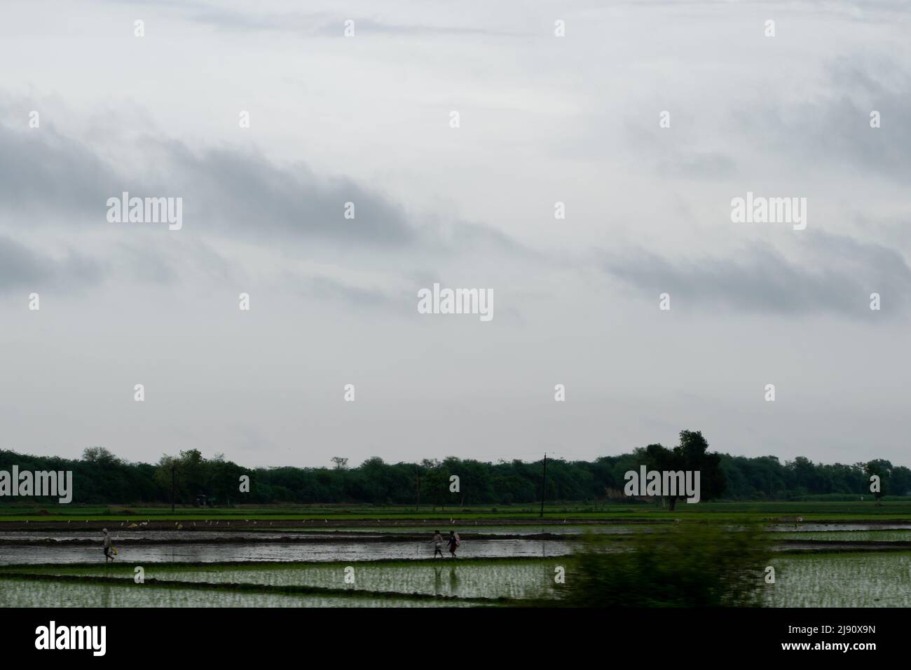 Tree alone in the middle of paddy field. good for background. Stock Photo