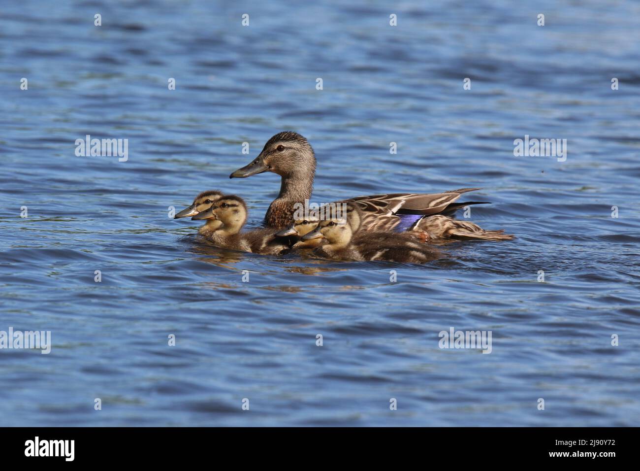 Mother mallard duck Anas platyrhynchos with five ducklings swimming in Springtime Stock Photo