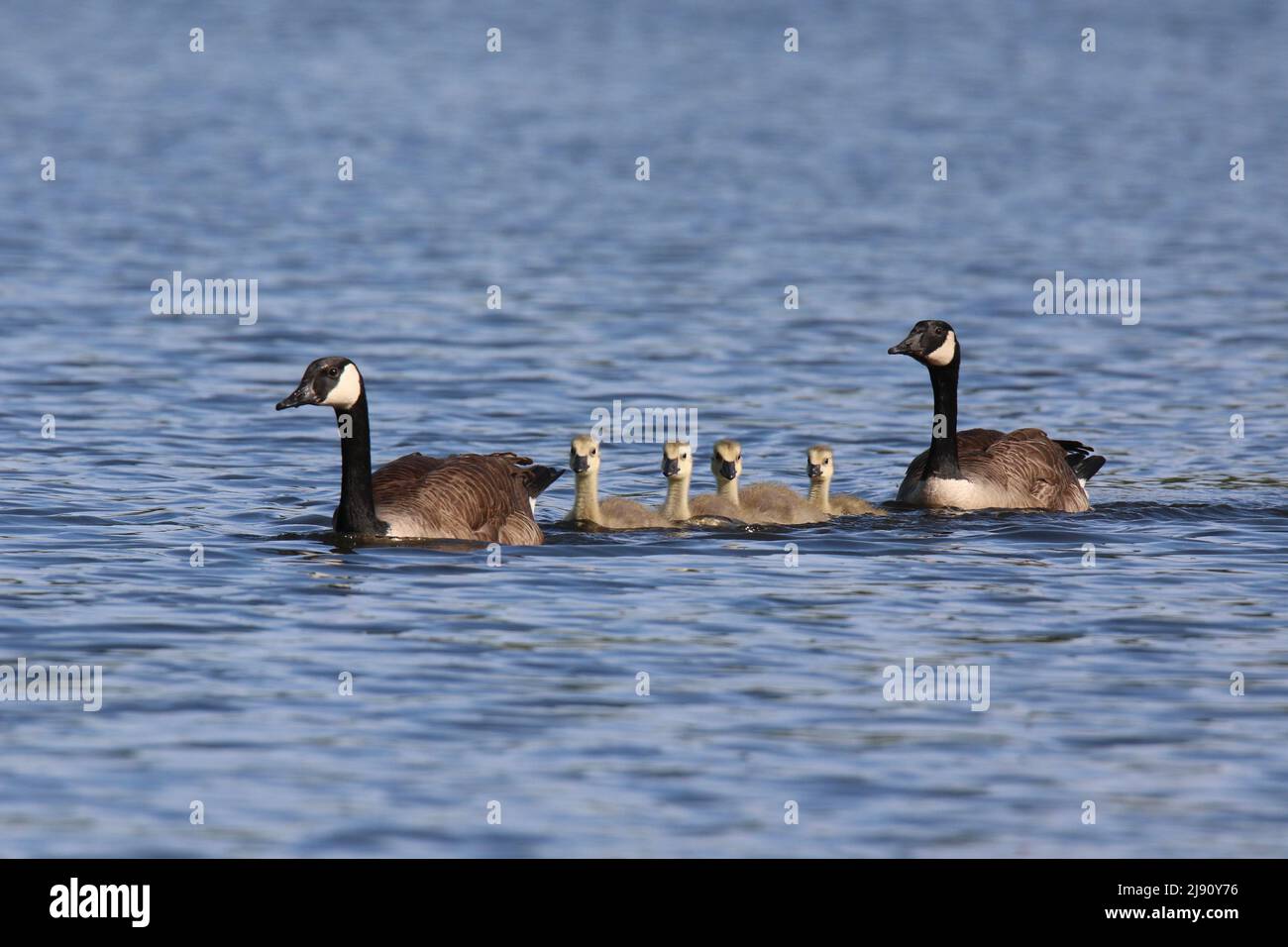 Canada goose parents Branta canadensis swimming with goslings on a lake in Springtime Stock Photo