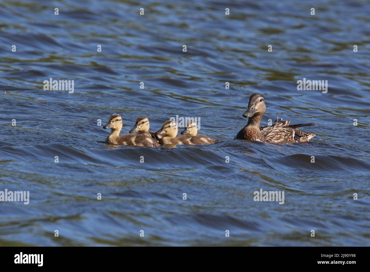 Mother mallard duck Anas platyrhynchos with four ducklings swimming in Springtime Stock Photo