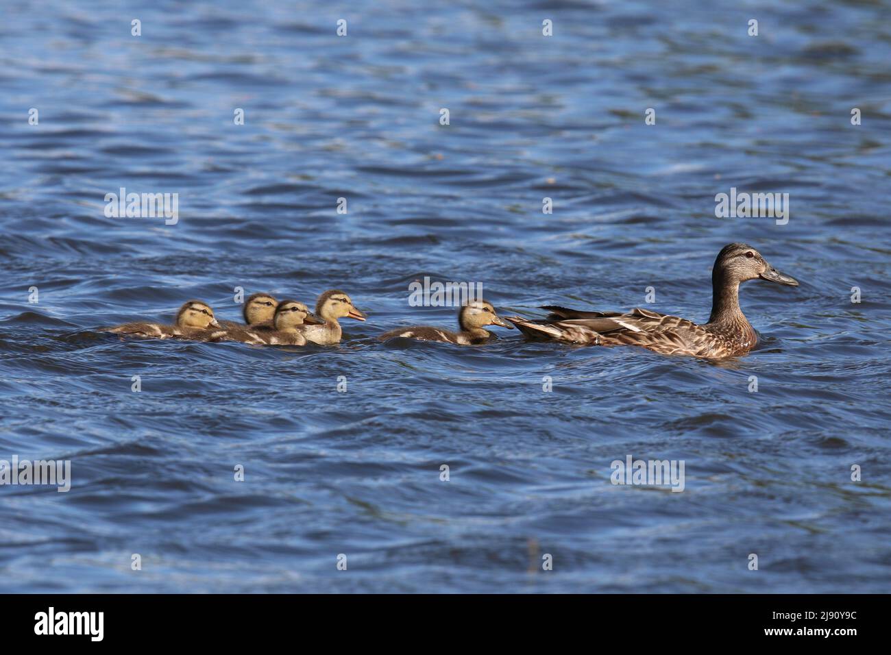 Mother mallard duck Anas platyrhynchos with five ducklings swimming in Springtime Stock Photo