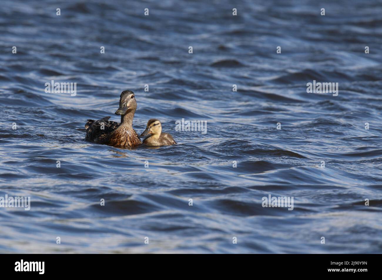 Mother mallard duck Anas platyrhynchos with one duckling swimming in Springtime Stock Photo