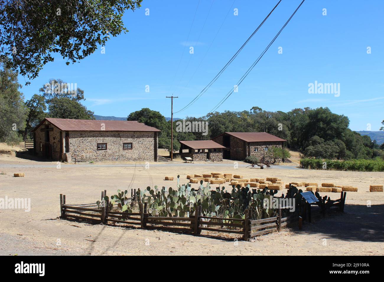 Spineless Prickly Pear Cacti, Stable (former Sherry Barn), Manure Pit and Stallion Barn, Jack London State Historic Park, California Stock Photo