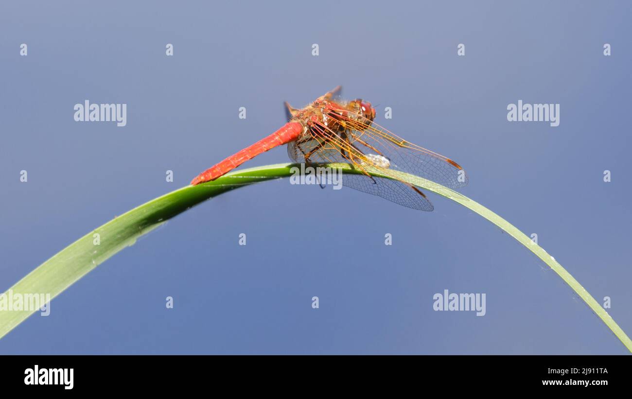 Cardinal Meadowhawk resting on grass blade. Foothills Park, Santa Clara ...