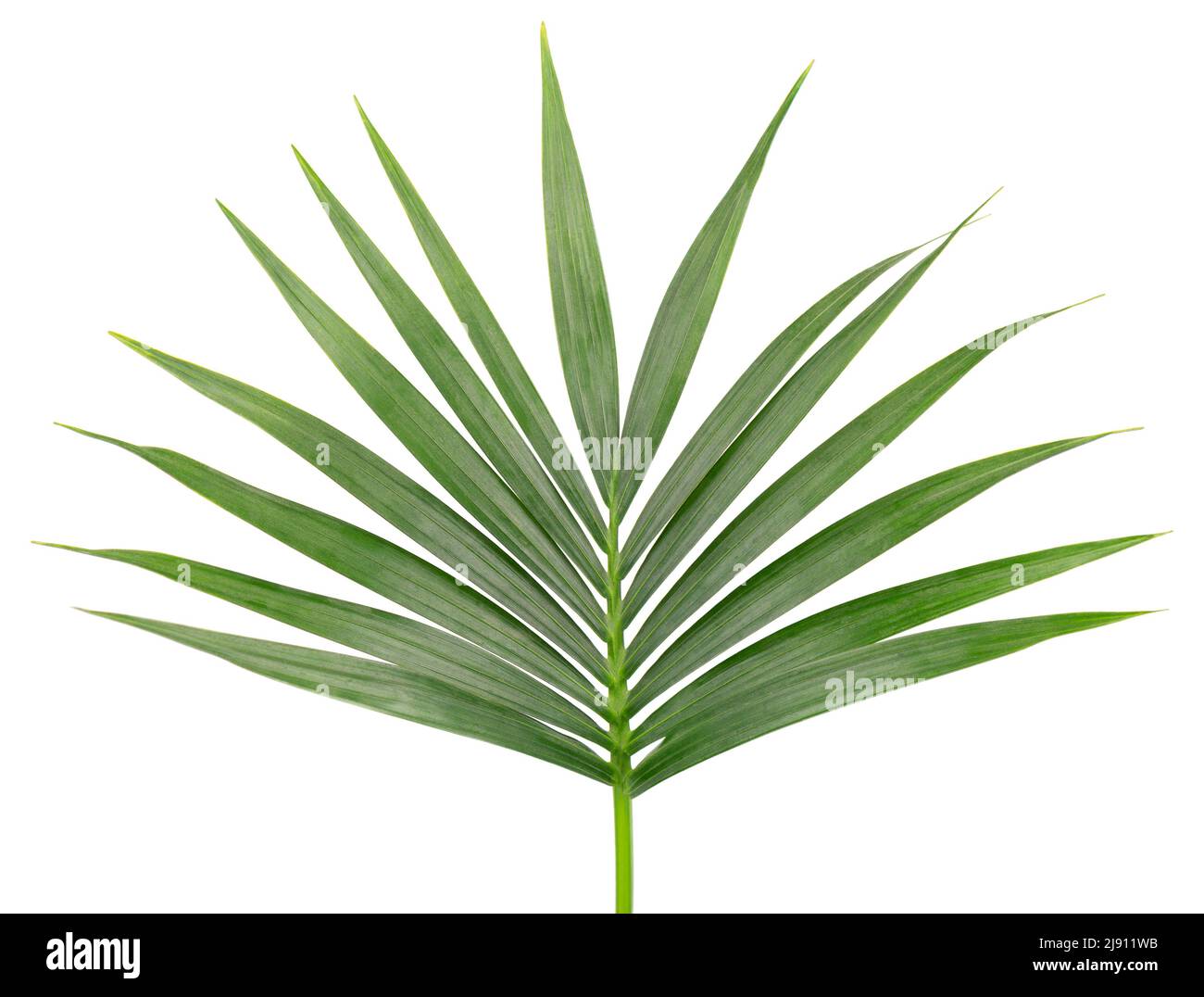 Green tropical palm leaf isolated on white background Stock Photo