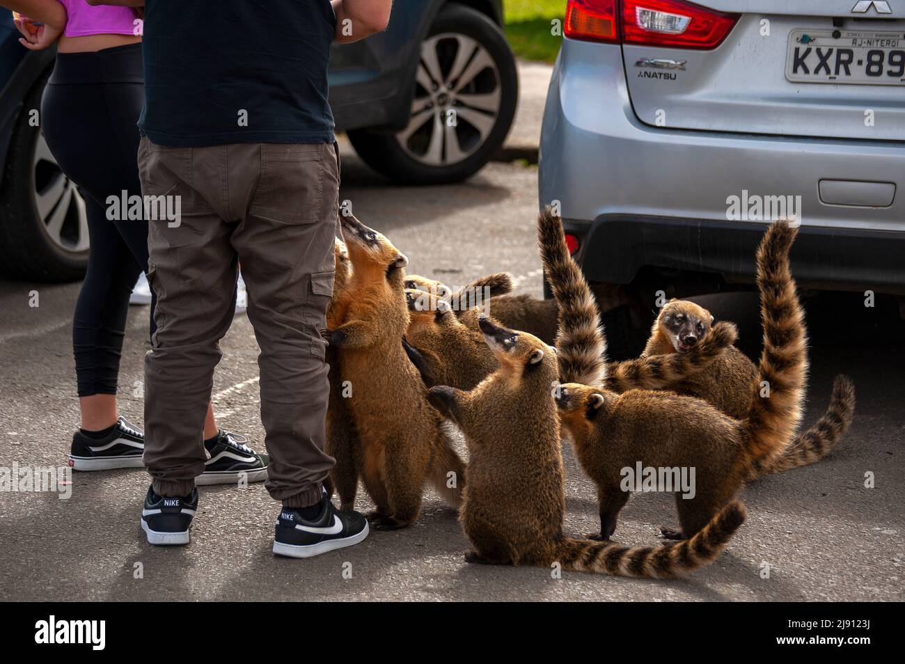 Animal parking hi-res stock photography and images - Alamy