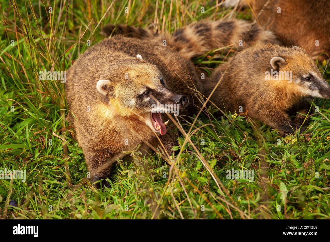 Coati ia a very common animal around the parking spot at the viewpoint of Serra do Rio do Rastro, Santa Catarina, Brazil Stock Photo