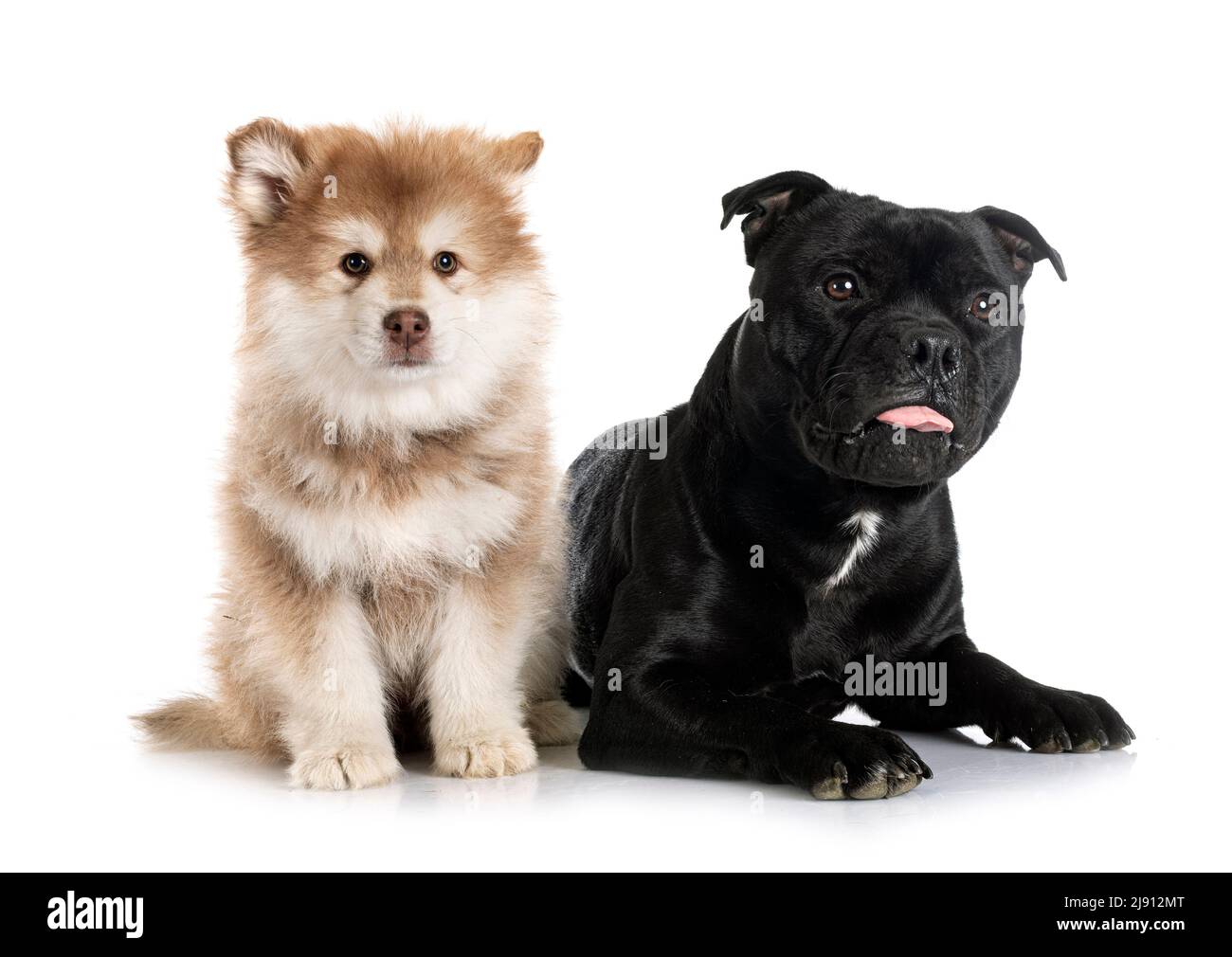 Staffy x chow clearance chow