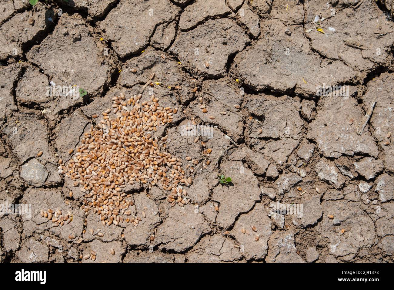 A handful of grain lies on the parched ground. Climate change affects agriculture and leads to crop losses. Grain prices are rising, threatening food Stock Photo