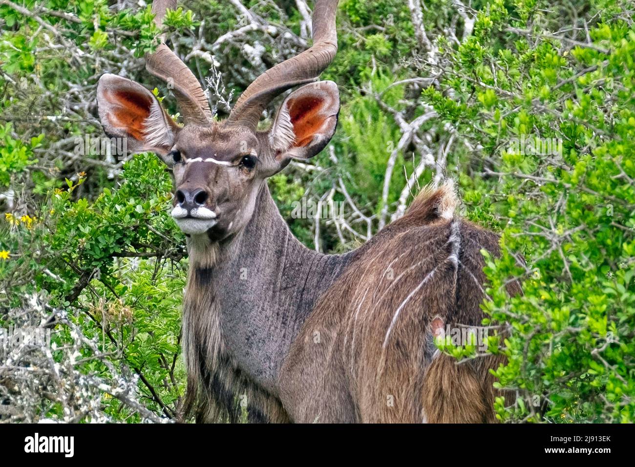 Male greater kudu (Tragelaphus strepsiceros) in the Camdeboo National Park in the Karoo near the town Graaff-Reinet, Eastern Cape, South Africa Stock Photo