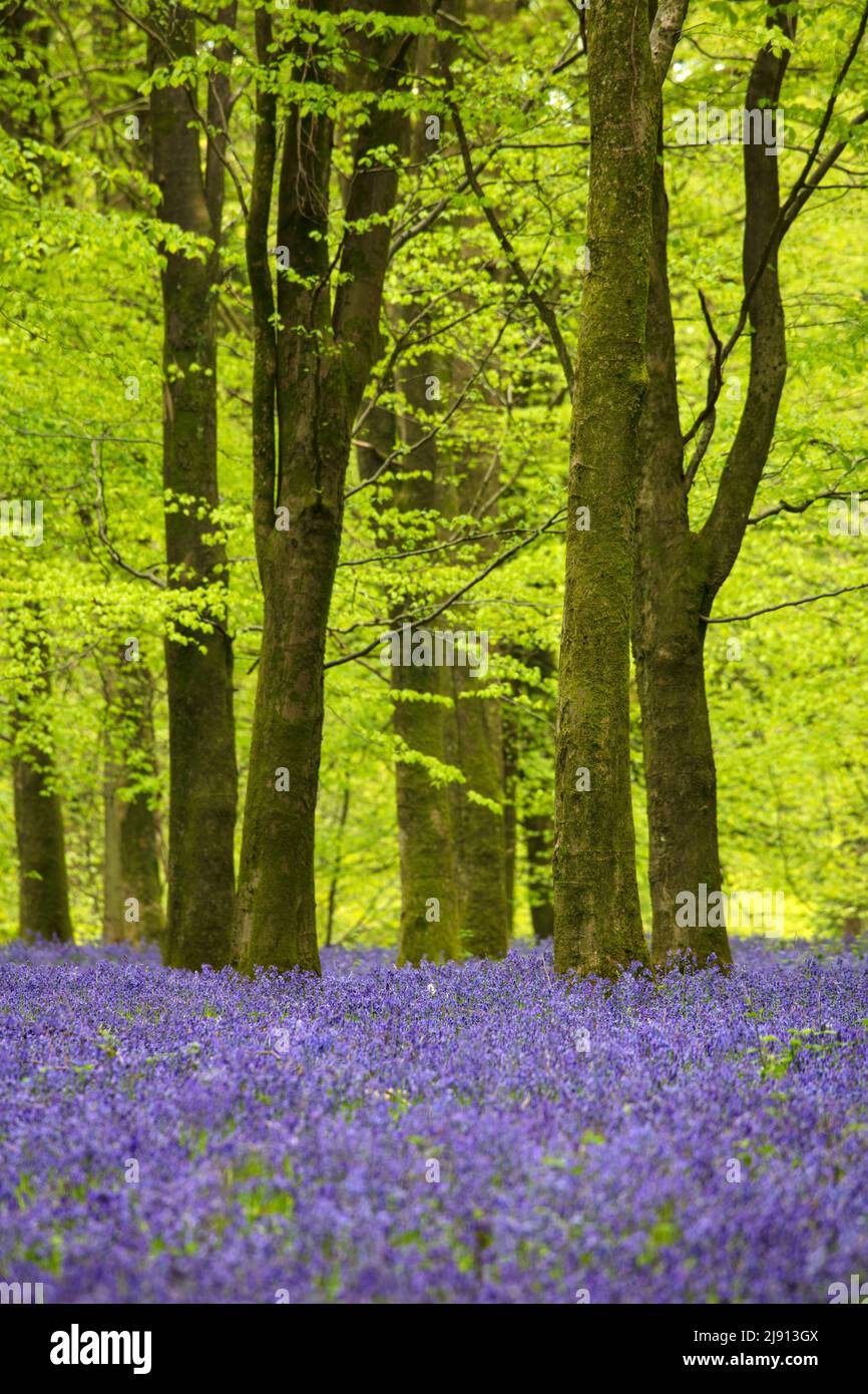Bluebell wood in spring morning, Newbury, West Berkshire, England, United Kingdom, Europe Stock Photo