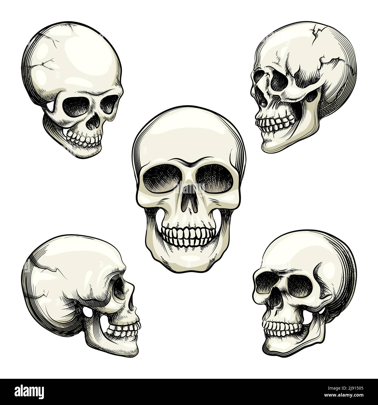 Set of five different greyscale views of a naturalistic human skull with teeth  vector illustration isolated on white Stock Vector