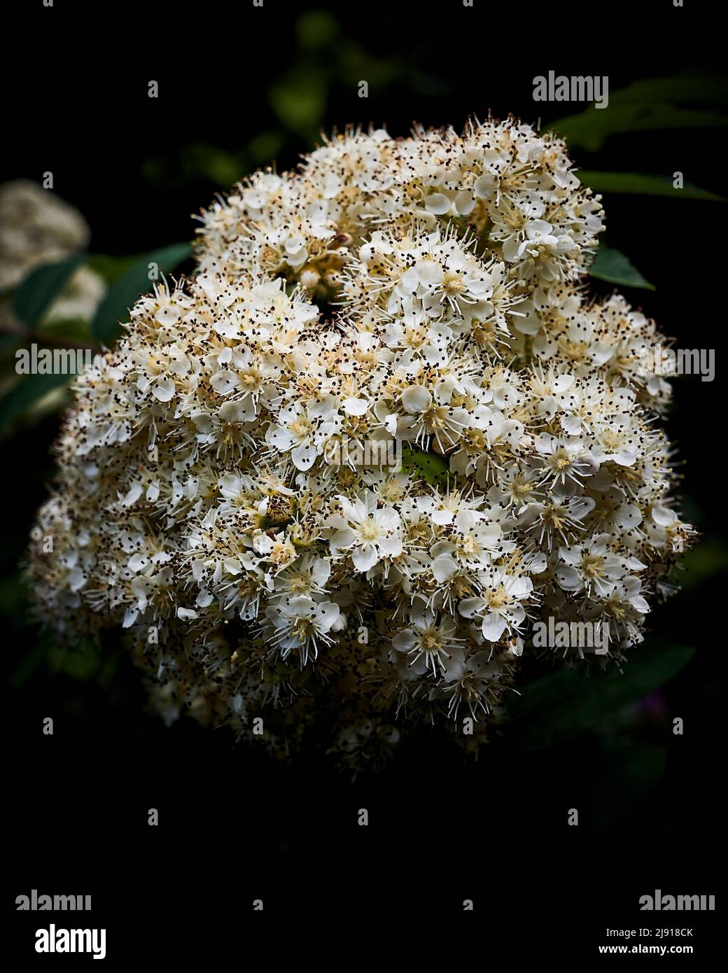 Flora and fauna of the uk hi-res stock photography and images - Alamy