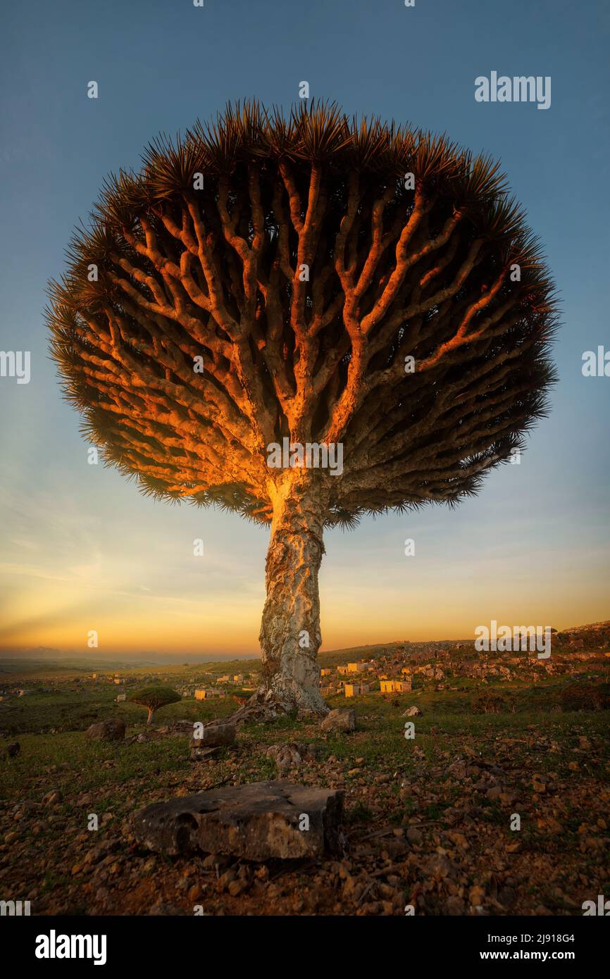 Dragon Blood Tree at Diksam Plateau in Socotra, Yemen, taken in November 2021, post processed using exposure bracketing Stock Photo