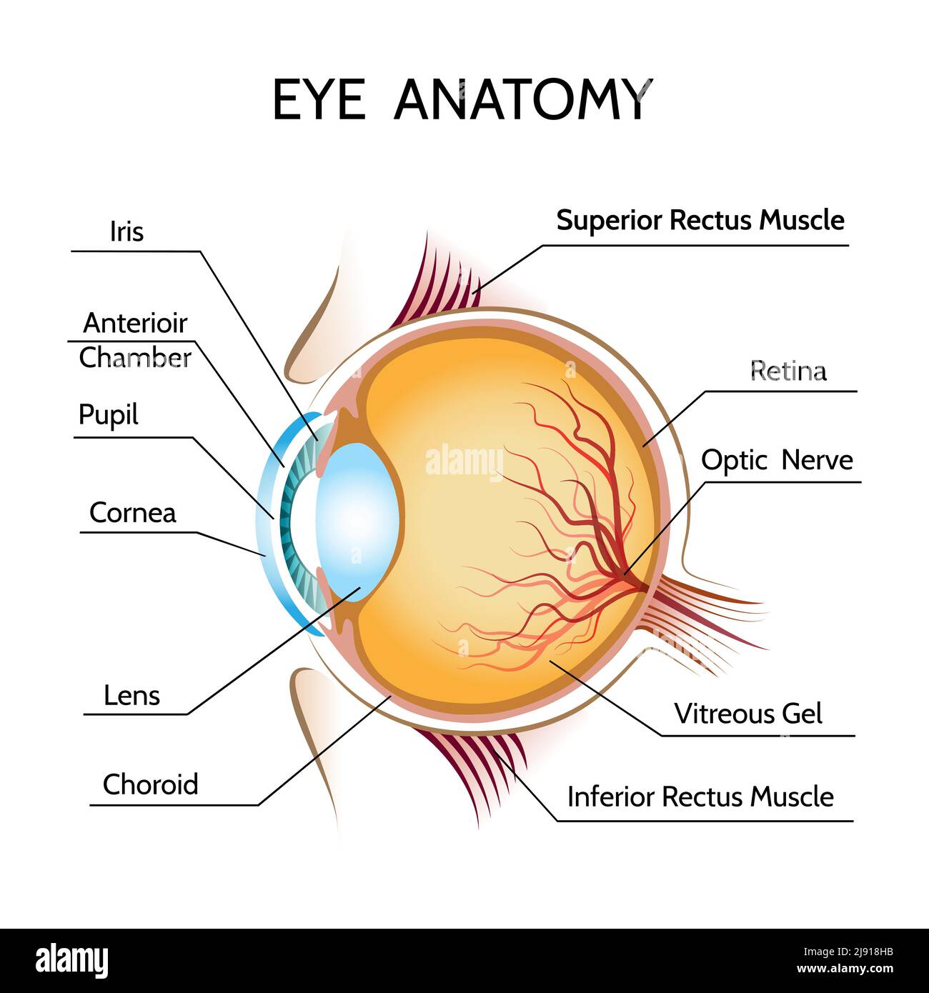 eyelid anatomy diagram