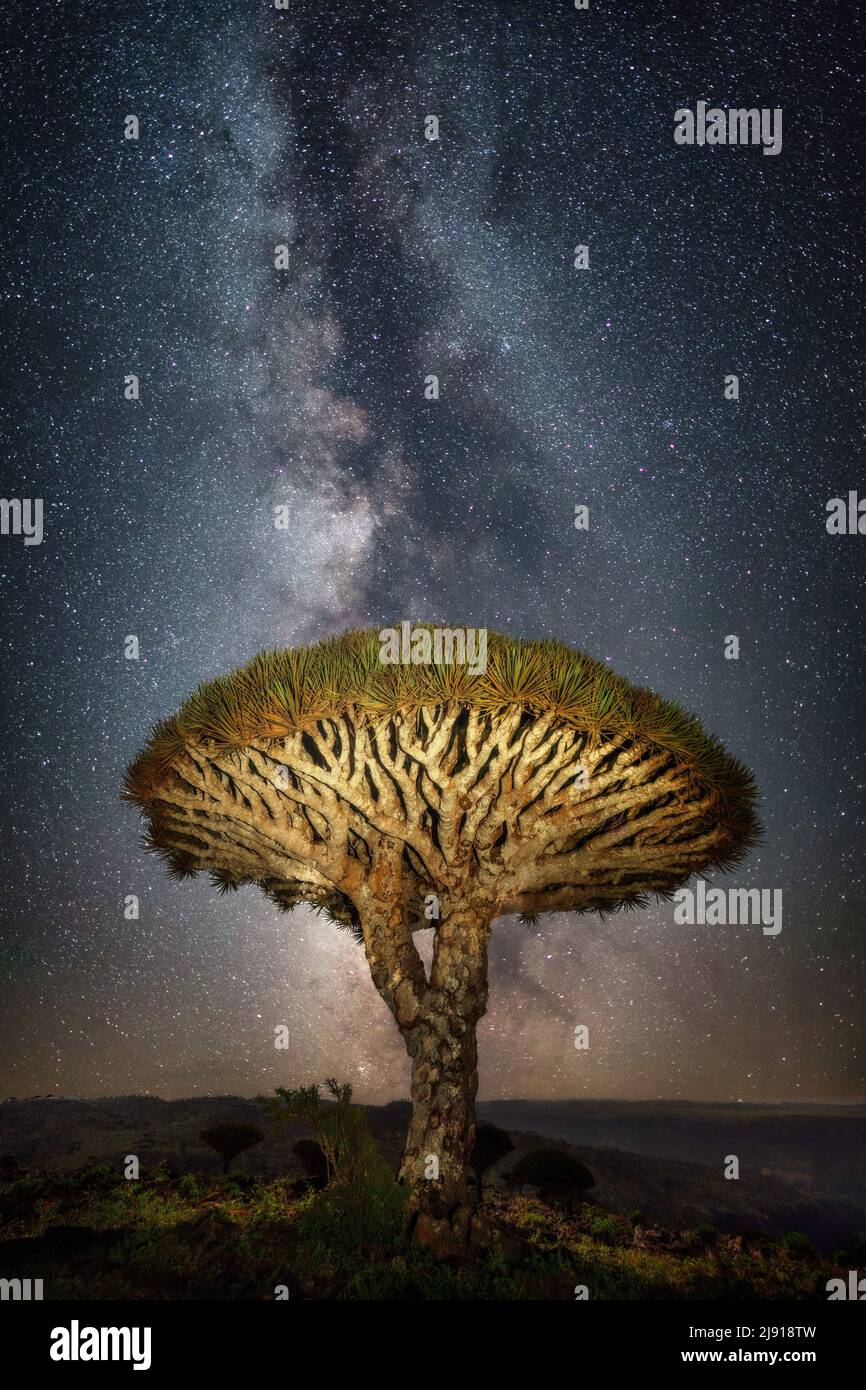 Dragon blood tree in front of the milky way on Socotra, Yemen, taken in November 2021, post processed using exposure bracketing Stock Photo