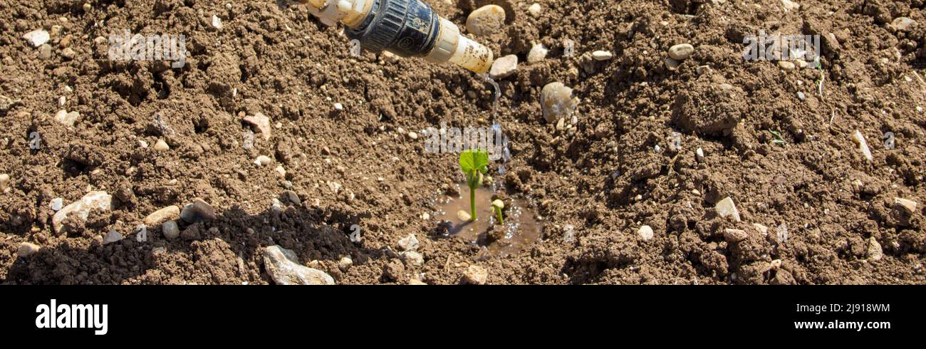 Controlled drip irrigation system for growing vegetables and greens. Horizontal banner Stock Photo