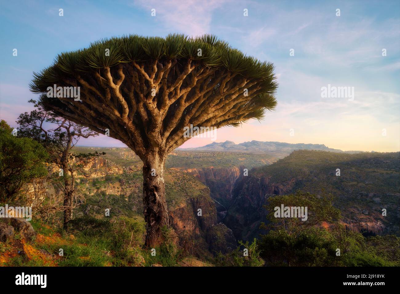 Dragon Blood Tree at Diksam Plateau in Socotra, Yemen, taken in November 2021, post processed using exposure bracketing Stock Photo