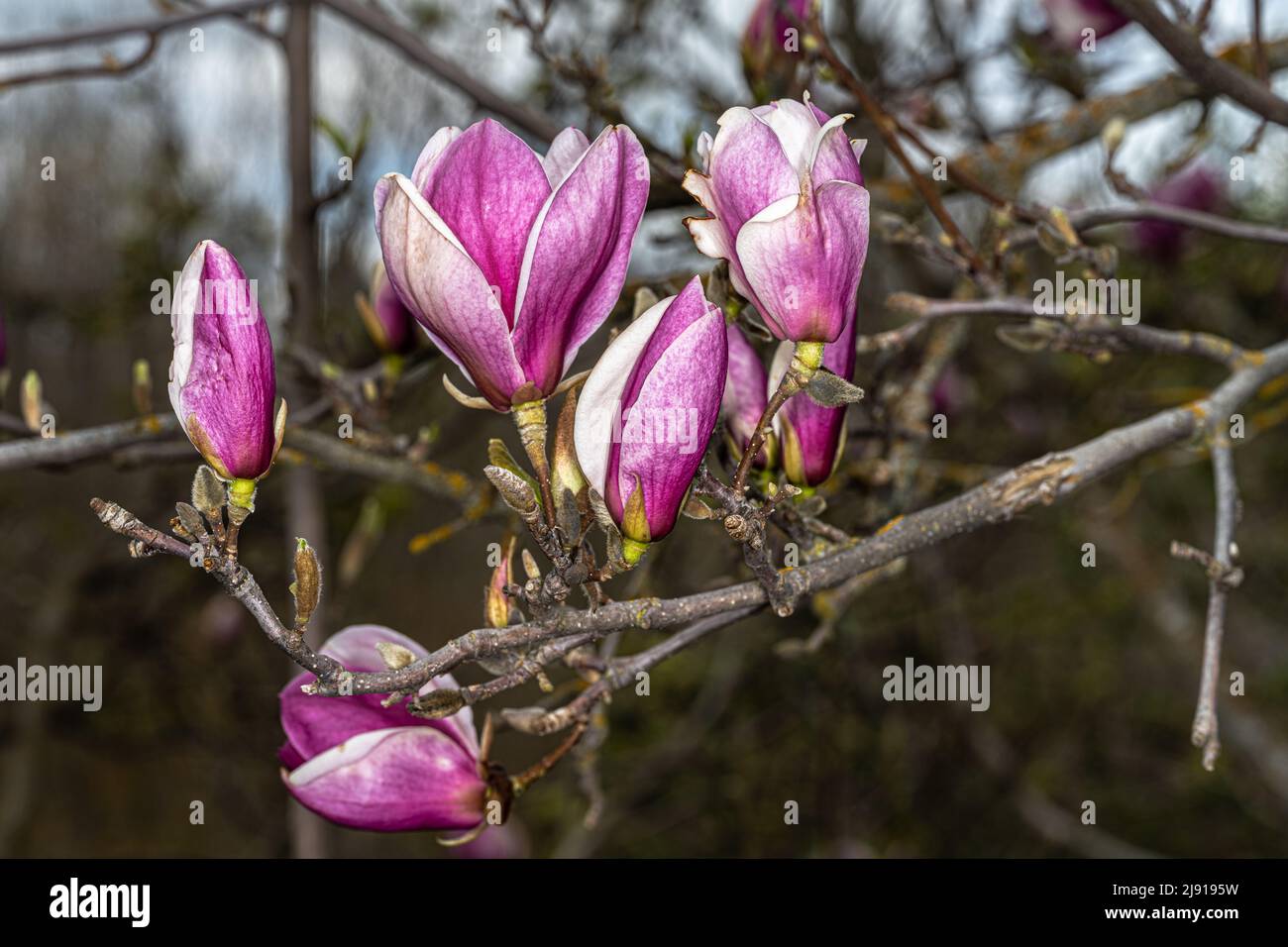 Magnolia x soulangeana ‘Rustica Rubra’ (Saucer Magnolia Stock Photo - Alamy