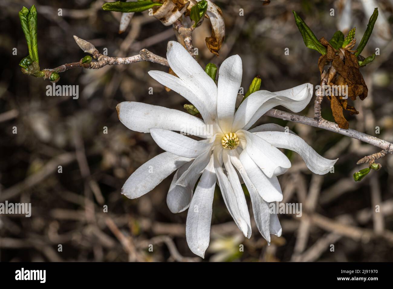 Magnolia ‘Royal Star’ (Magnolia kobus var. stellata) Stock Photo