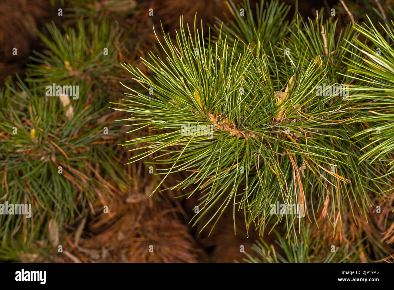 Leaves of Macedonian or Balkan Pine (Pinus peuce) Stock Photo