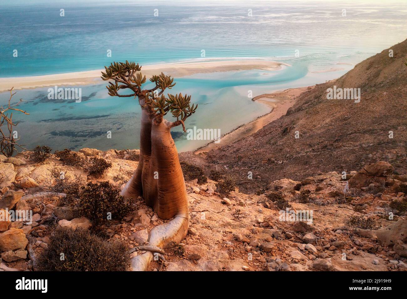 Bottle Tree on a Mountain Site in Socotra, Yemen, taken in November 2021, post processed using exposure bracketing Stock Photo