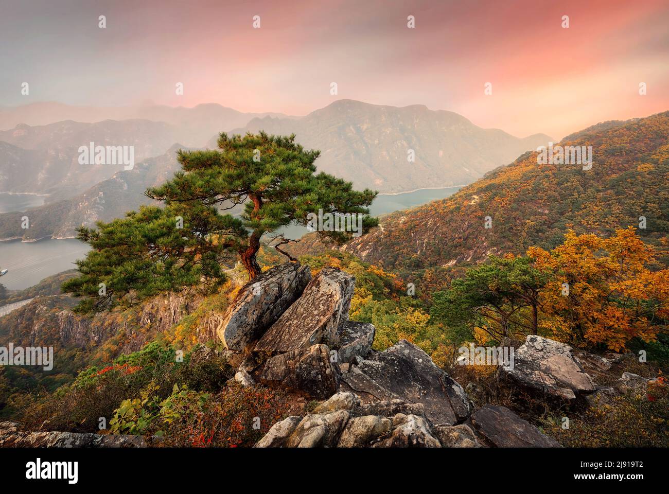 Jebibong pine trees in South Korea, taken in November 2021, post processed using exposure bracketing Stock Photo