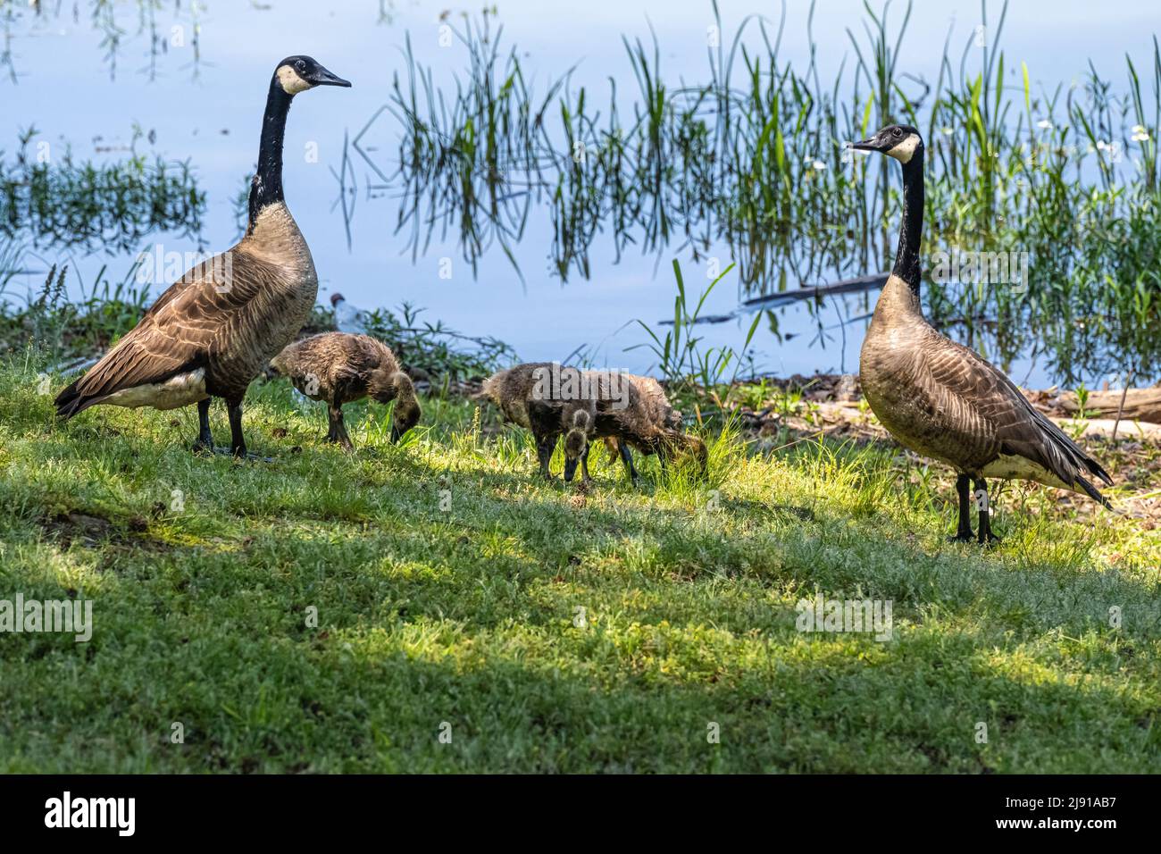 Canada geese (Branta canadensis) couple with goslings along the shoreline of Lake Dardanelle in Russellville, Arkansas. (USA) Stock Photo