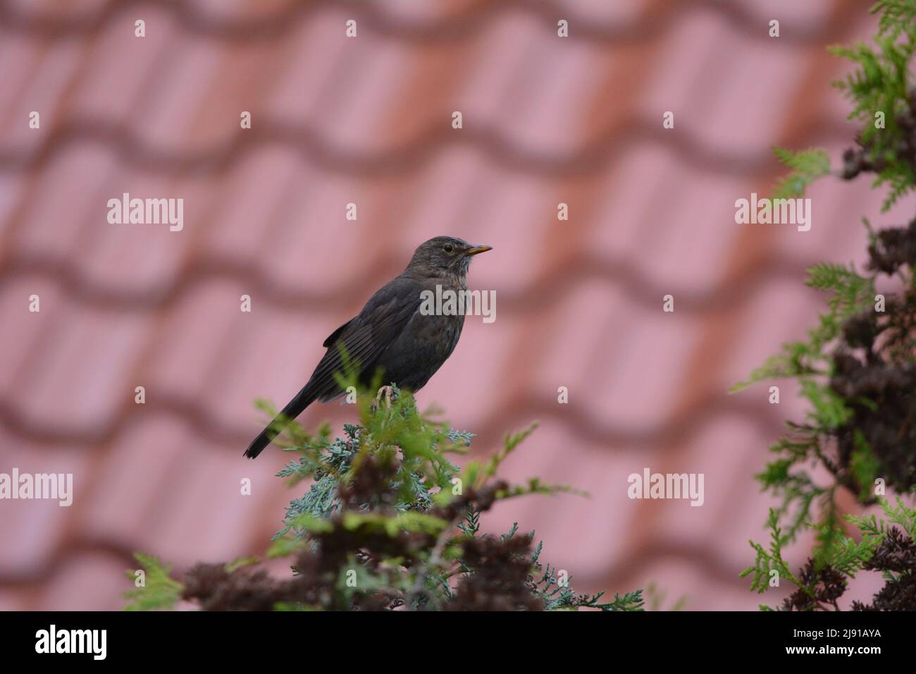 Blackbird infront of a roof / Amsel vor einem Hausdach Stock Photo