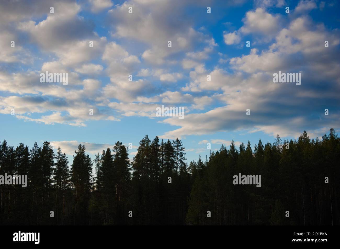 Fluffy clouds above trees Stock Photo - Alamy