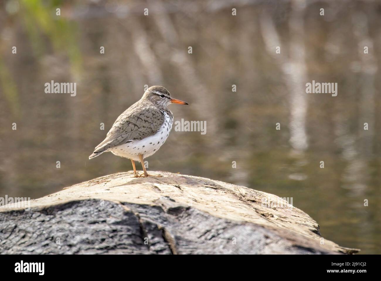 A small spotted sandpiper stand on a large rock in north Idaho. Stock Photo