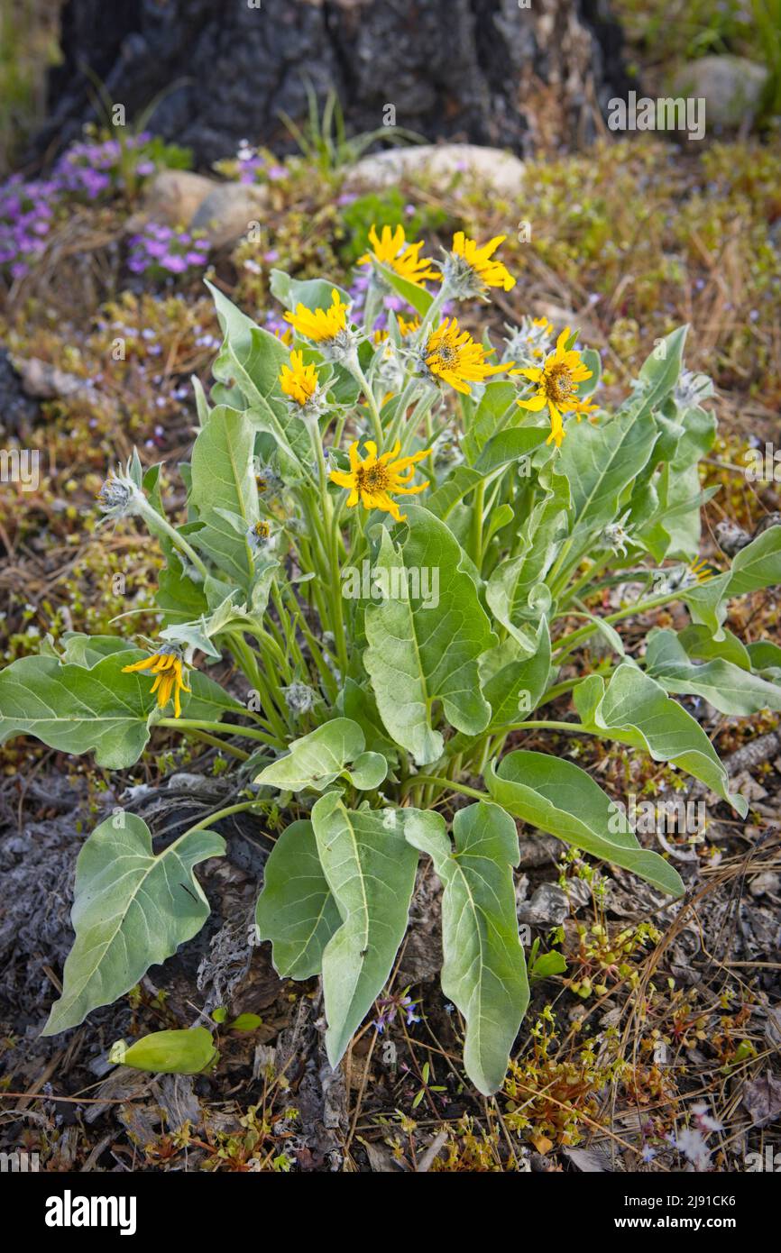 A group of arrowleaf balsamroot flowers on the ground in north Idaho. Stock Photo