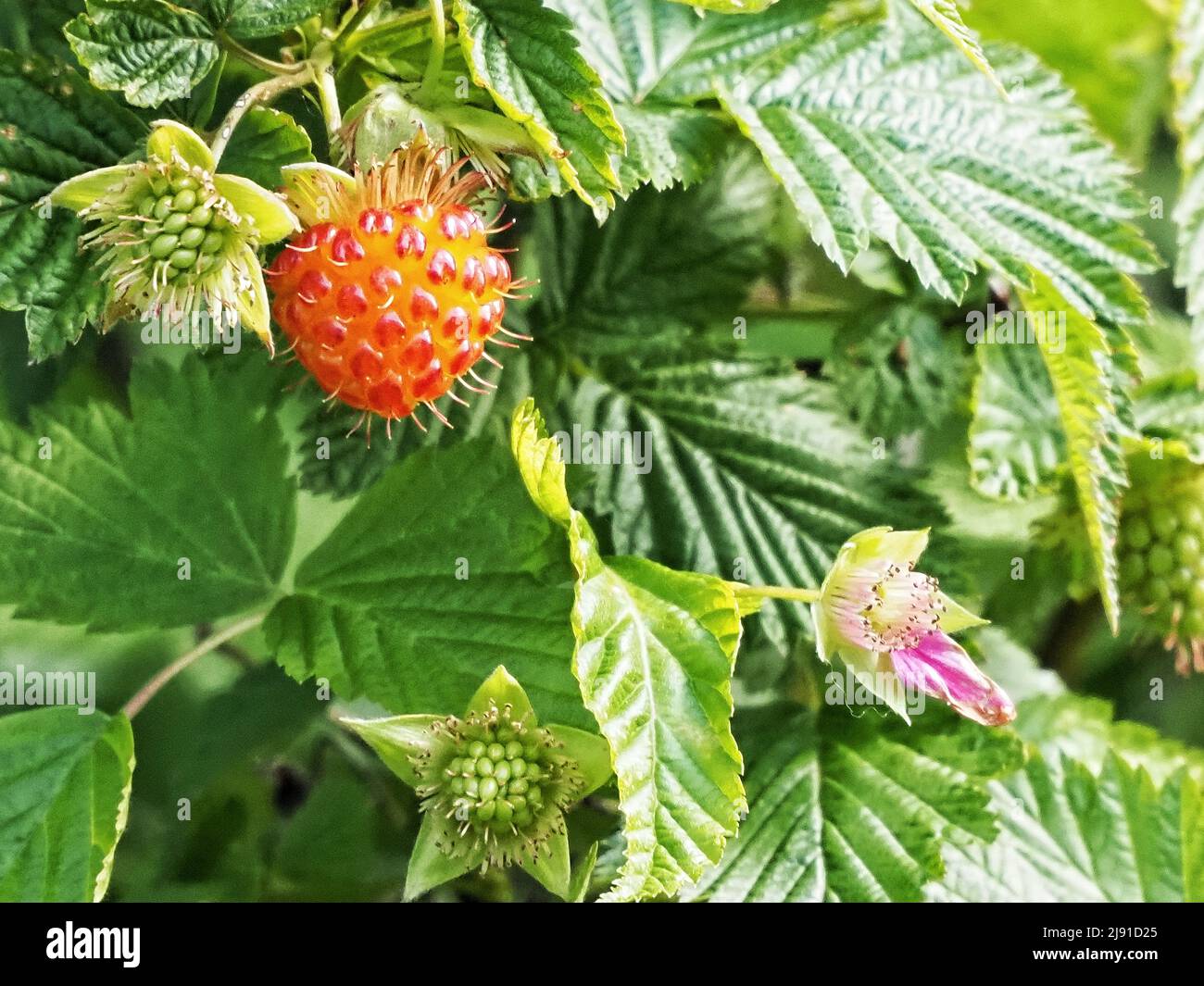 The stages of a Salmonberry Stock Photo
