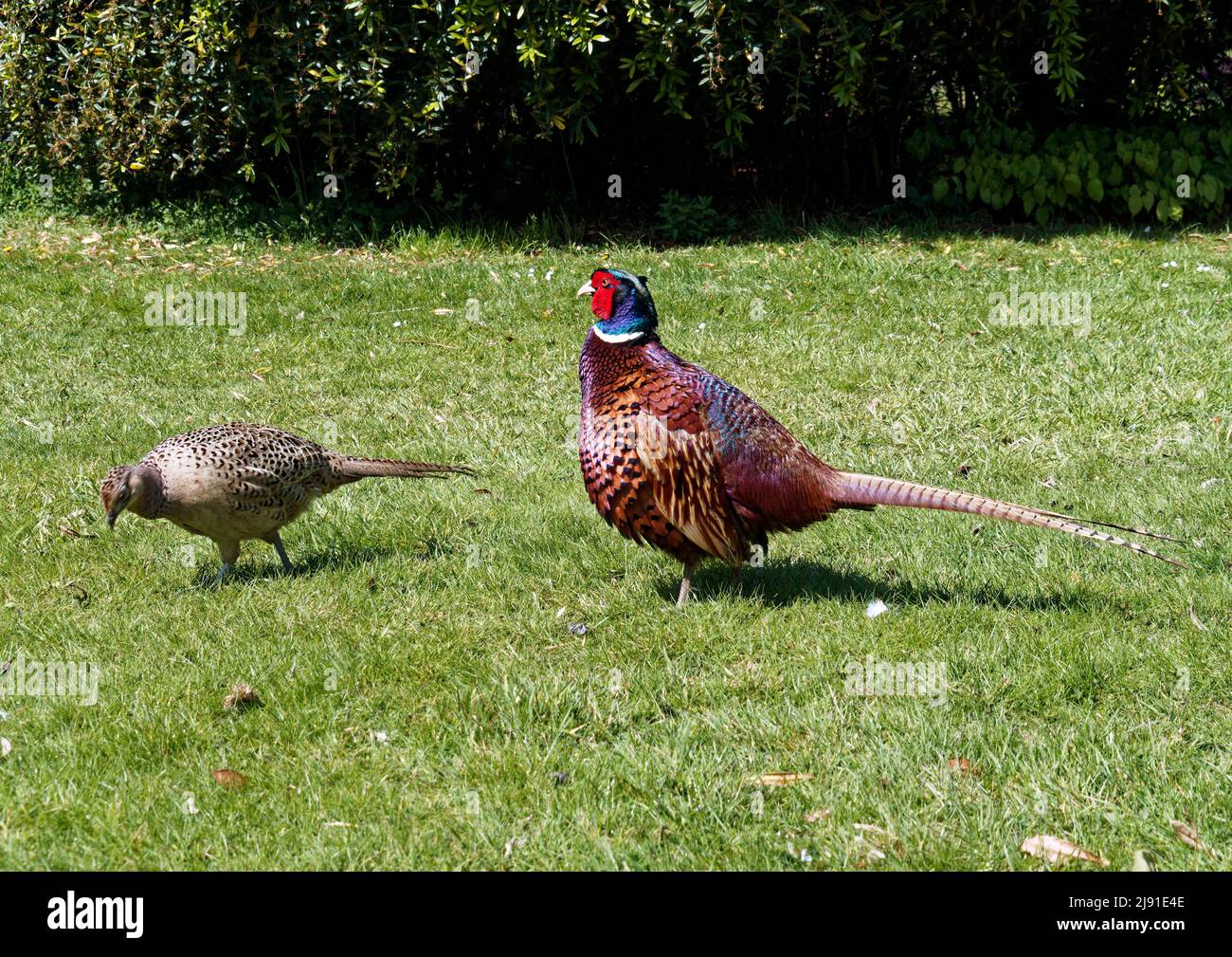 Male and female pheasants. Pheasants are an introduced gamebird species common in England Stock Photo