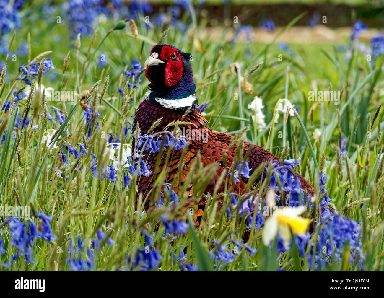 Male pheasant seen amongst grass and bluebells. Pheasants are an introduced gamebird species common in England. Stock Photo