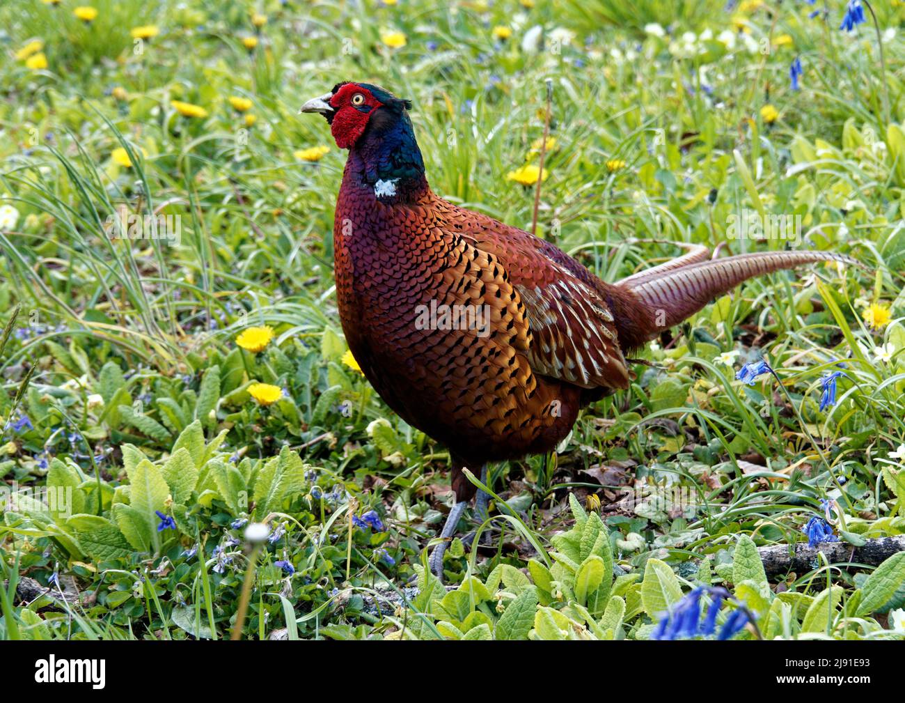 Male pheasant Pheasants are an introduced gamebird species common in Male pheasant Pheasants are an introduced gamebird species common in
