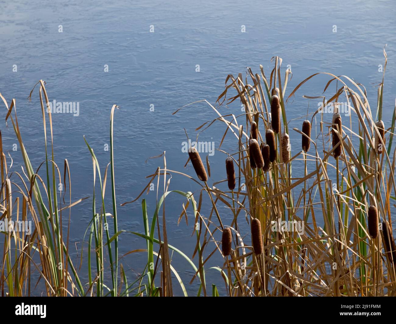Cattails Typha is a genus of about 30 species of monocotyledonous flowering plants in the family Typhaceae. Stock Photo
